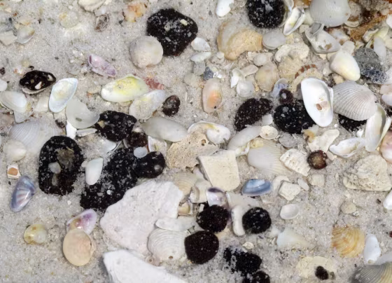 Image: Tar balls