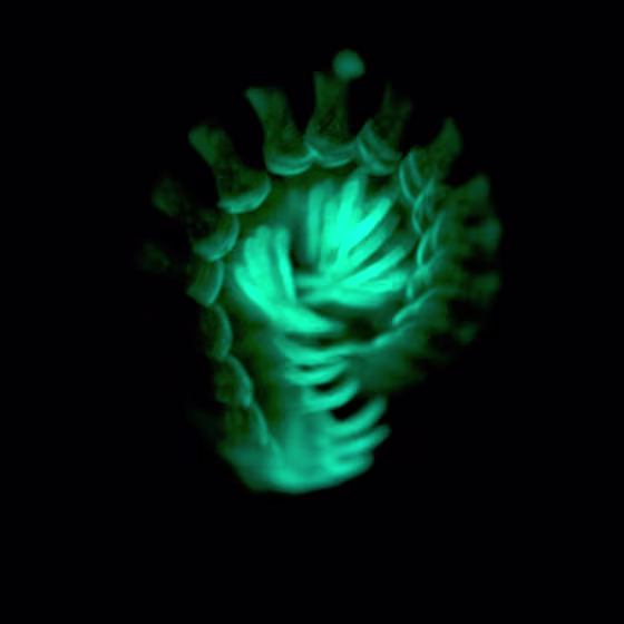 A prolonged exposure shows the greenish glow of a Motyxia millipede, which scientists have found uses the glow to warn predators of their toxic oozing cyanide.