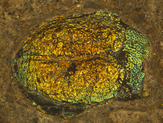 Image: Prehistoric beetle