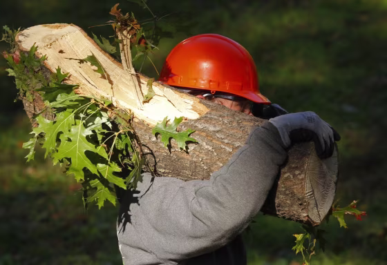 Image: A tree-worker clears logs in New York's Central Park as clearing of debris from October 30th snowstorm continues