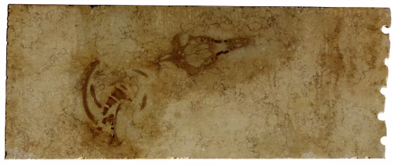 One of the six limestone plates containing the Aegyptocetus tarfa skeleton.