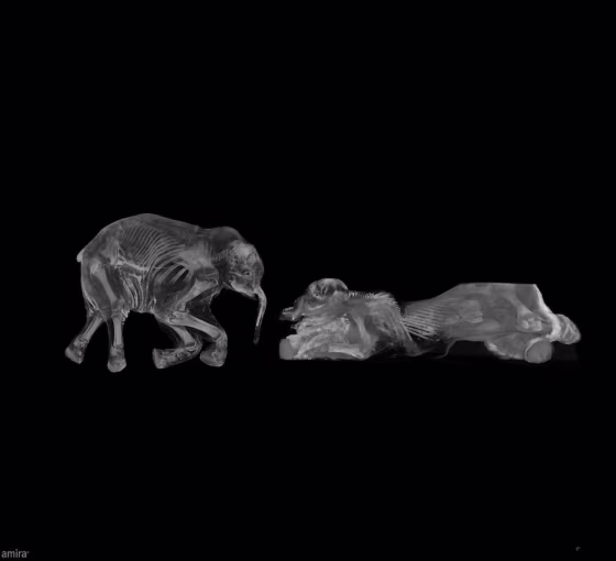 Lyuba and Khroma in profile. Despite being presumably the same species, the mammoths had very different skeletal structures, perhaps representing evolutionary change in the mammoth lineage.