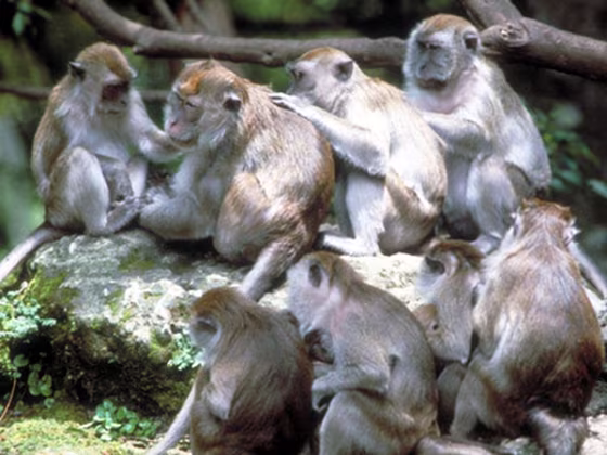 Macaques are an example of an Old World monkey that lives in large, stable multi-male multi-female groups today. Scientists believe that early primates transitioned directly from solitary lives to living in large groups, similar to these monkeys. Other social structures, such as harems, emerged later, their research suggests.