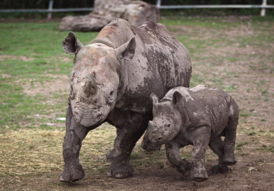 Image: Black rhinos at an animal park in England