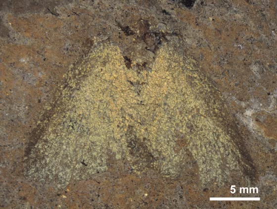 A 47-million-year-old fossil moth from Messel, Germany. The moth is in glycerine, which make its structural colors appear yellow.