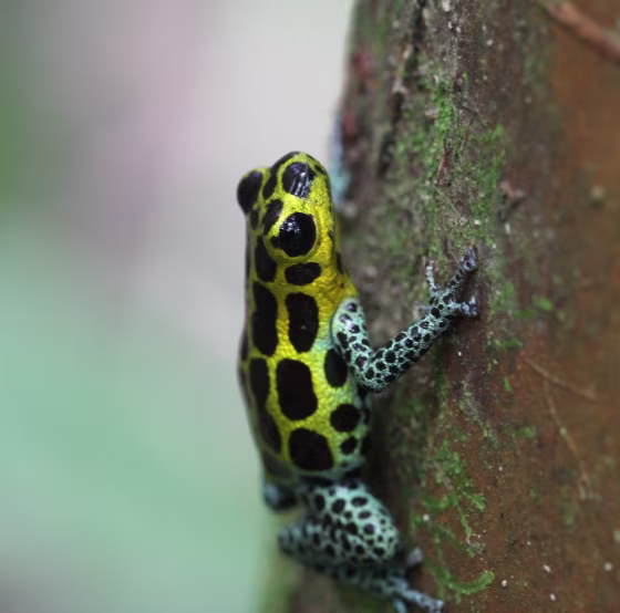 Image: Poison dart frogs