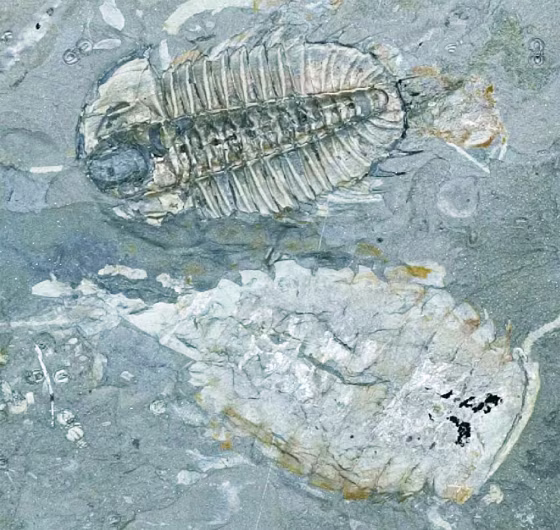 Arthropods from the Burgess shale, such as the trilobite Olenoides and a chelicerate called Sidneyia, exploded in morphological diversity following the so-called Cambrian Explosion.