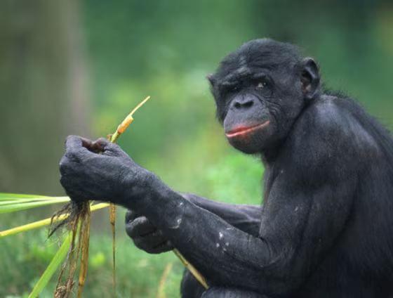 Image: Chimp
