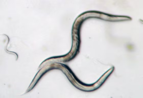 Image: C. elegans