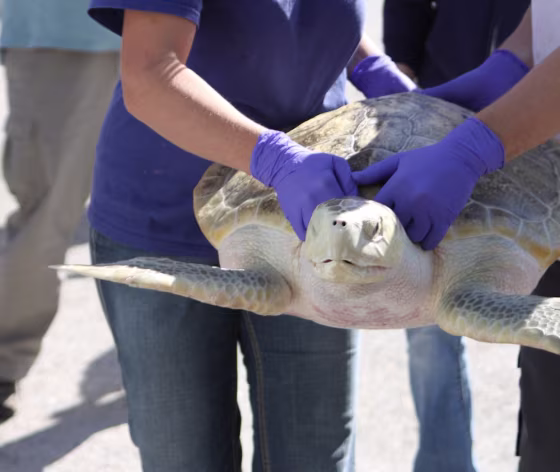 Kemp's ridley sea turtles prefer warm waters in the Gulf of Mexico and the Atlantic Ocean. So how did one end up in the chilly Netherlands? Marine biologists think the turtle now dubbed Johnny Vasco de Gama became "cold-stunned" by cold water and drifted thousands of miles.&nbsp;Fortunately, it was rescued. 