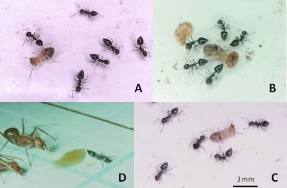 Image: Ants attack termite