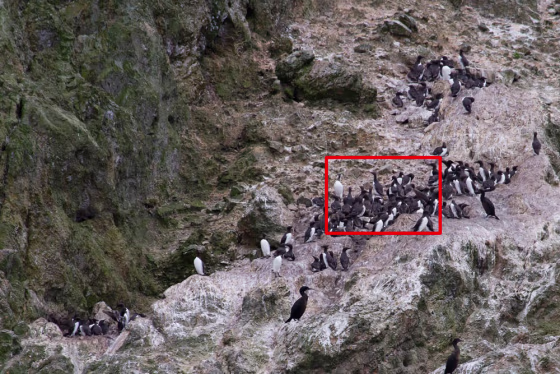 A breeding colony of California Common Murres (Uria aalge californica) on Prince Island of San Miguel Island off southern California, photographed July 12. Ecologists Josh Adams and Jonathan Felis of the USGS Western Ecological Research Center shot high-resolution digital photos from a research vessel and used them to identify nesting and feeding behavior. 