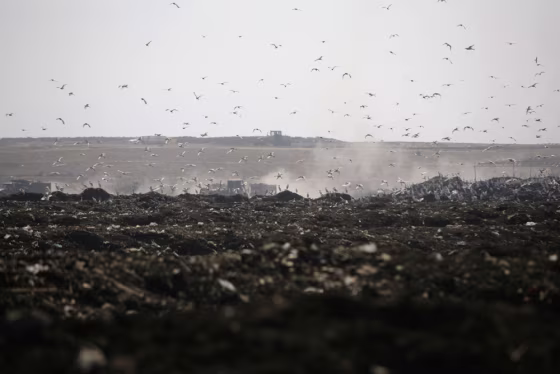 Image: Birds fly over the Bordo Poniente landfill on the outskirts of Mexico City