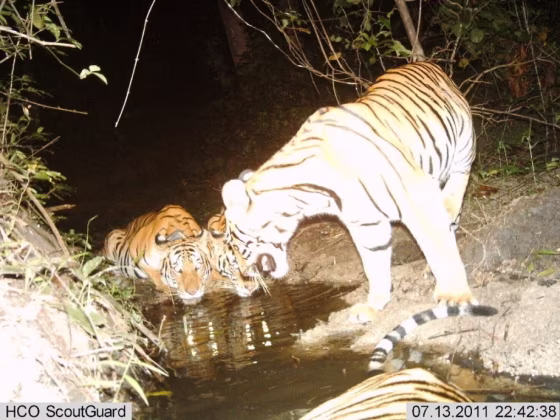 Image: Tigress with cubs