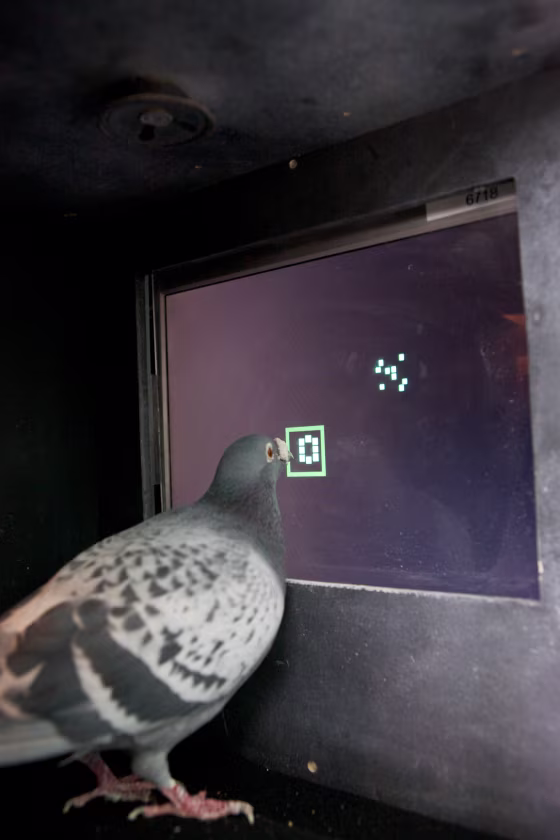 Pigeons trained to count to three can work out numerical rules to help them count up to nine. This pigeon orders the two images by first selecting the image with fewer squares.