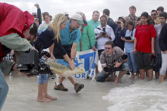 Image: Sea turtle released on beach