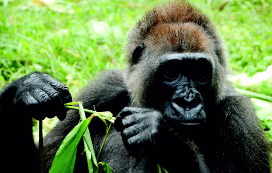 The Cross River gorilla, the most endangered great ape in Africa, is seen here in Cameroon’s Limbe Wildlife Center. Images of wild Cross River gorillas are rare, due to the rugged terrain in which they exist and the great ape’s elusive behavior.
