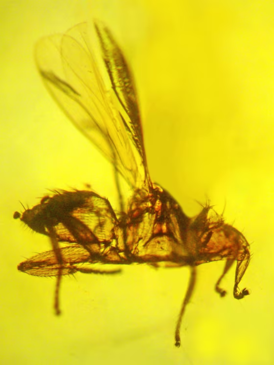 This is the only known fossil of a bat fly, a specimen at least 20 million years old that carried malaria and fed on the blood of bats.