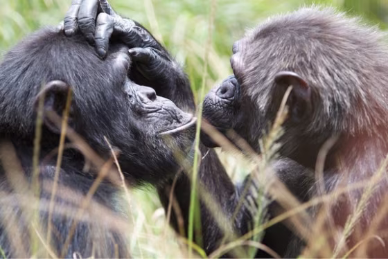 Chimpanzees seem to be able to get into another chimp's head and figure out what tool, for instance, they need to solve a problem.