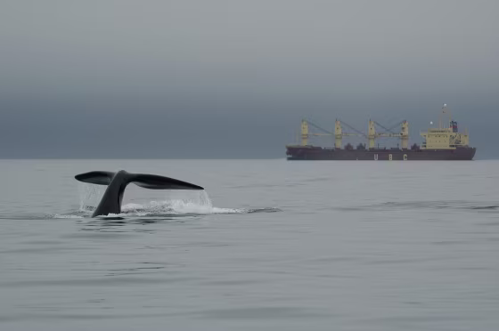 Right whales share their environment in the Bay of Fundy with noisy cargo ships. The noises are so low and loud it would take weeks to fully dissipate from the ocean, even if all ships were stopped.