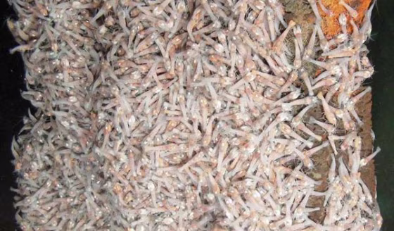 Swarms of a newly discovered species of shrimp cover a tower at the Beebe hydrothermal vent site, the deepest in the world.