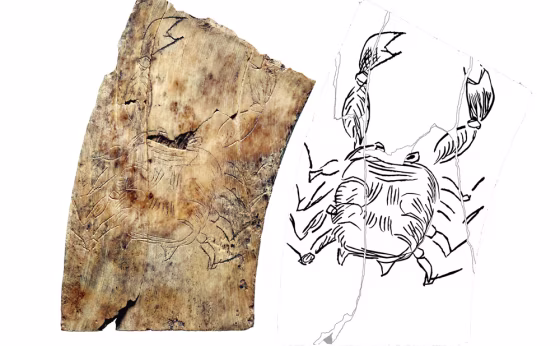 One of the reconstructed ivory plaques shows Cancer the crab. It is almost completely preserved. Each plaque covers an arc 28 degrees, is 30 mm wide, 55 mm long on the outside and about 40 mm long on the inside.