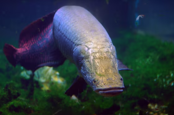 Image: Arapaima