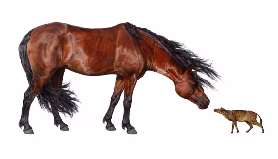 An illustration of the earliest-known horse, Sifrhippus, dwarfed next to a modern domestic horse.