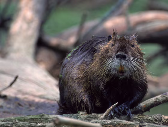 A nutria in the wild. Would you like to see this animal on your&nbsp;plate at dinner?