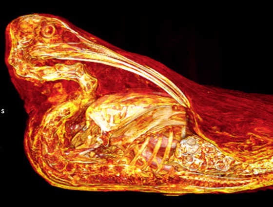 A three-dimensional reconstruction of an ibis bird with snails inside packed it.