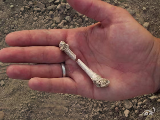 Researcher Stephanie Melillo holds the fourth metatarsal of the Burtele partial foot right after its discovery. The team found eight bones from the front half of a right foot. Such hominin fossils are rare, since they are fragile and are often destroyed in the face of carnivores and decay.