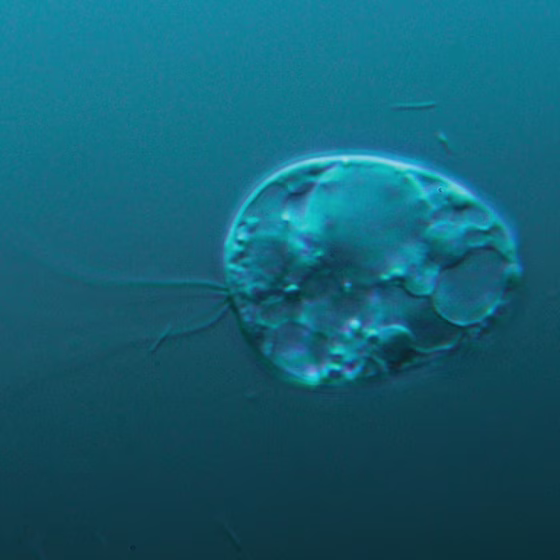 microorganism image