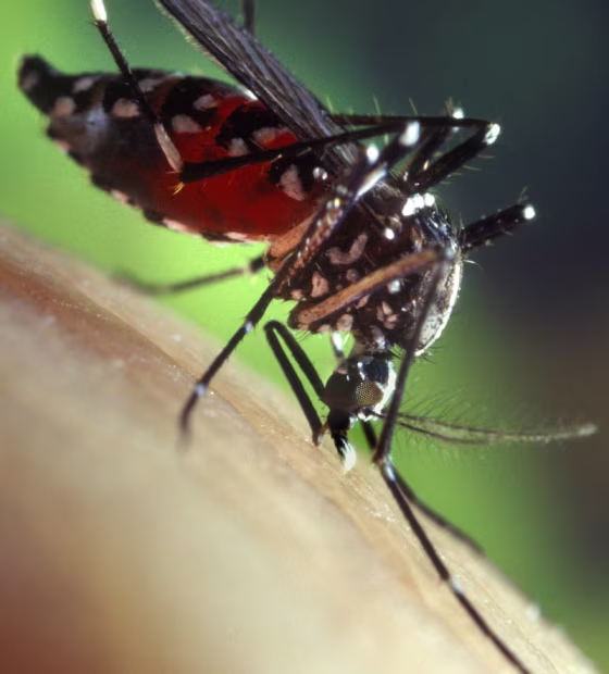 The Asian tiger mosquito is one of two mosquito species that can carry the chikungunya disease.