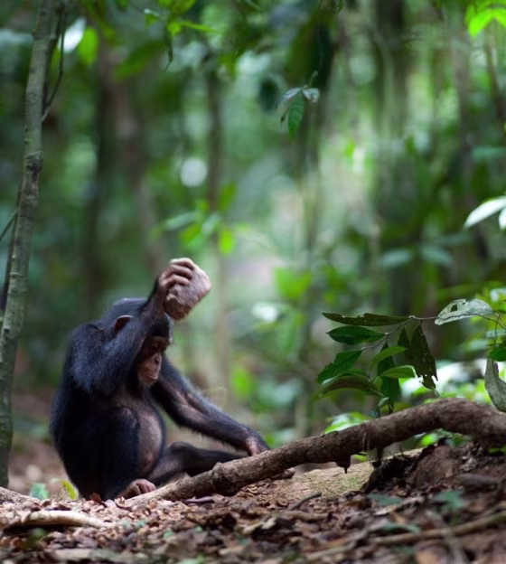 A young chimp uses a stone to crack open a coula nut.