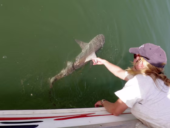 A researcher leans over the side of&nbsp;the boat to release this&nbsp;pigeye shark after it was tagged.