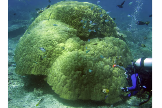 Adult lobe coral (Porites lobata) colonies can grow to be several hundred years old, providing habitat to reef dwellers.
