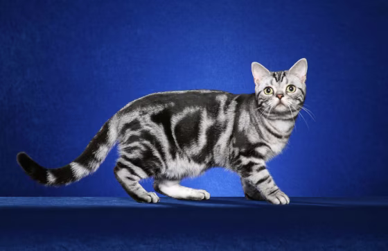 A tabby cat with a "blotched" color pattern, above, and a tabby&nbsp;with a typical mackerel striped pattern, below.
