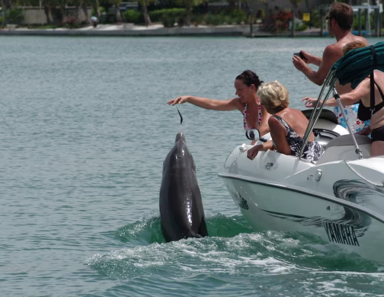 Boaters illegally feed Beggar the dolphin near Sarasota, Fla., in this undated photo.