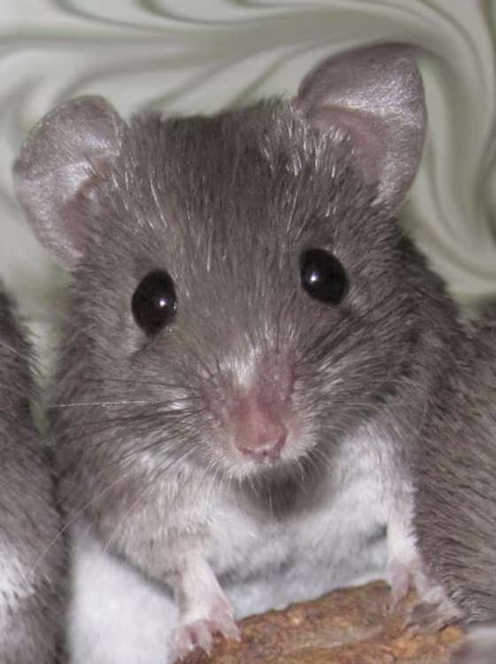 The African spiny mouse (Acomys percivali) can regenerate skin when wounded and even regrow ears that had been punctured.