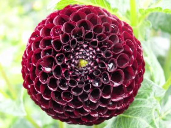 Dahlia variabilis hort. is a popular garden flower. Continuous dahlia breeding worldwide has led to the availability of a huge number of cultivars — 20,000 varieties — many of them showing red hues. Black hues of dahlia flowers occur rarely in comparison.