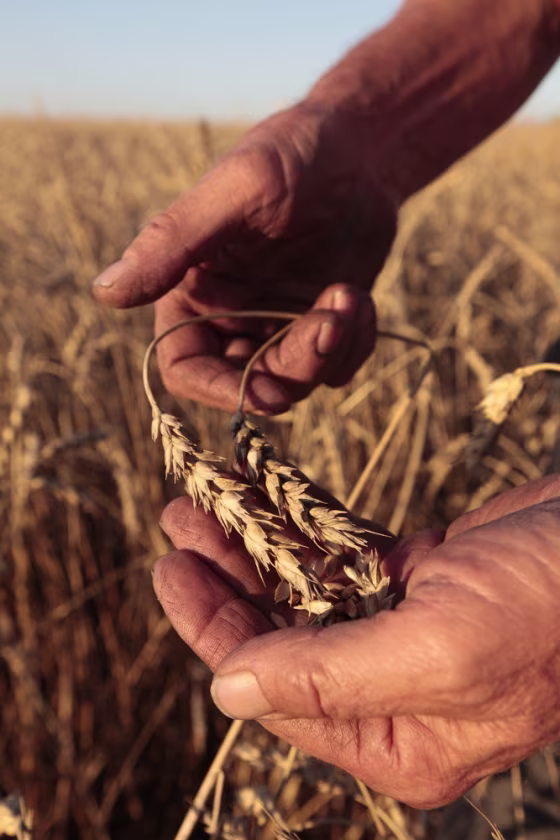 Image: Russian wheat