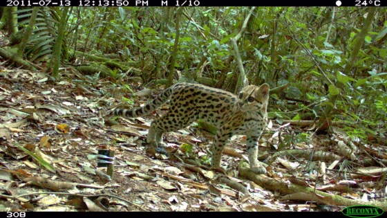 This rare, mysterious cat species, called an oncilla, was photographed by a camera trap in Bolivia's Madidi National Park in July.
