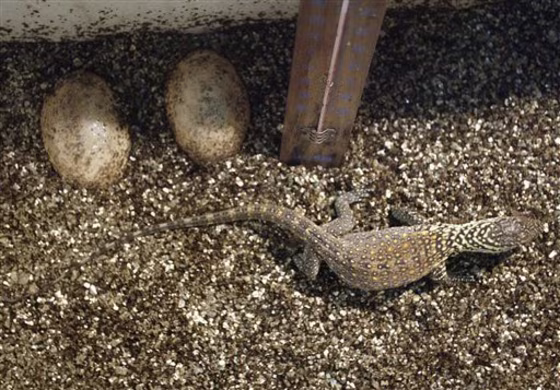 A baby Komodo dragon near unhatched eggs at Surabaya Zoo in Surabaya, East Java, Indonesia. The zoo welcomed the births of 25 Komodo dragons, hatched after eight months in incubators. 