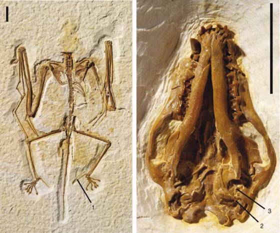 The scientists who discovered Onychonycteris finneyi, the oldest known bat fossil, concluded that the prehistoric species could fly but that the sonar sense didn't evolve until later.&nbsp;But a recent study&nbsp;reinvigorated the echolocation-versus-flying timeline debate. 