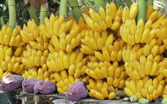Because bananas are sterile, there's no way to improve them through breeding. 