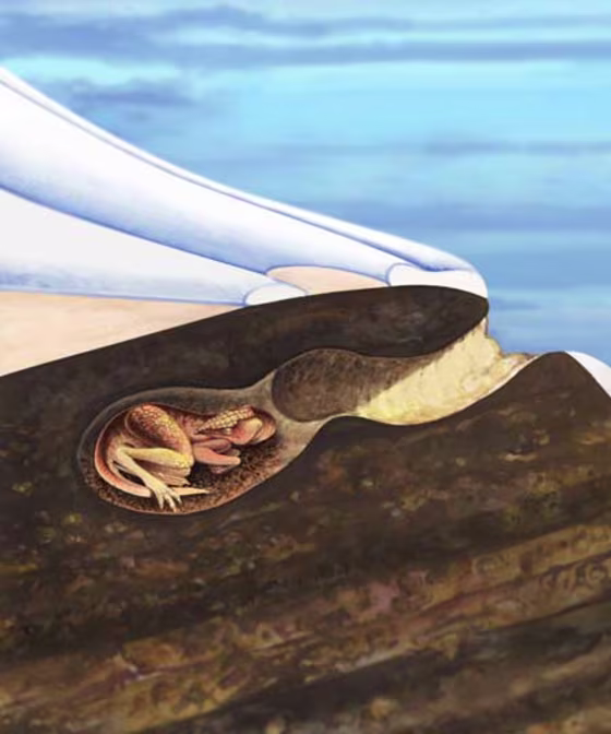Paleontologists found the world's oldest known dinosaur burrows. They were discovered in Victoria, Australia. These down under dinosaurs really went down under, as they built complex below-ground homes consisting of a long, deep tunnel leading to a large subterranean chamber, as illustrated here