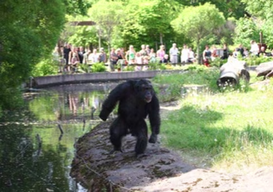 Mathias Osvath/Current Biology | 
 
Stone-Throwing Chimp
The male chimpanzee displays with a stone in his left hand. The forceful bipedal locomotion and the pilo-erection (hair on end) are signs of agitation.