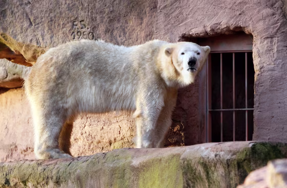 Image: Polar Bear Vera