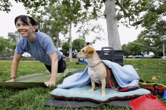 Image: Logan, a Chihuahua terrier mix sits while his owner Laura Allen works out