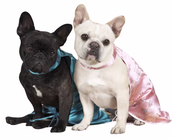 Image: dogs Francesca and Sharkey